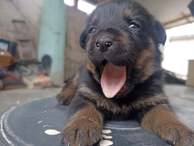 VENDO FILHOTE DE ROTTWEILER C/ PASTOR ALEMÃO (FÊMEA)<br><br>COMENDO RAÇÃO