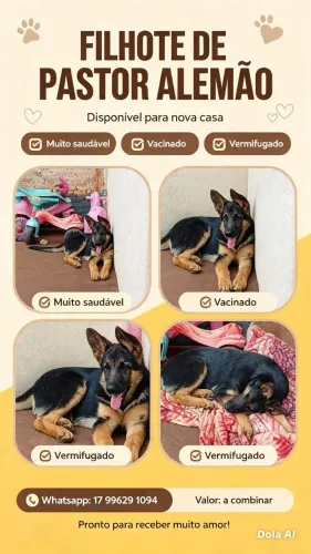 Vendo Filhote de Pastor Alemão