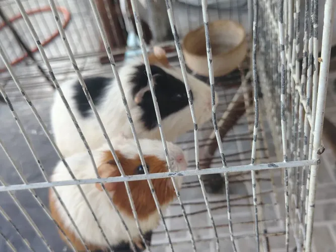 Casal de porquinho da índia 