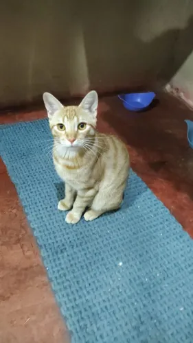 Doação de 2 gatinhos dócil apenas um ano de vida 