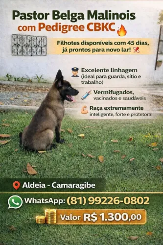 Pastor Malinois