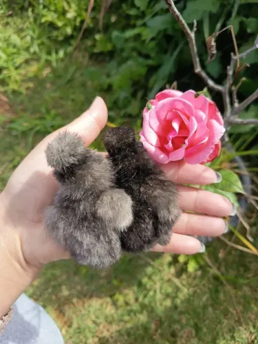 Sedosa do Japão 