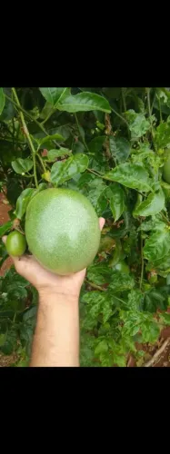 VENDE-SE POLPA DE MARACUJÁ, 100% NATURAL!