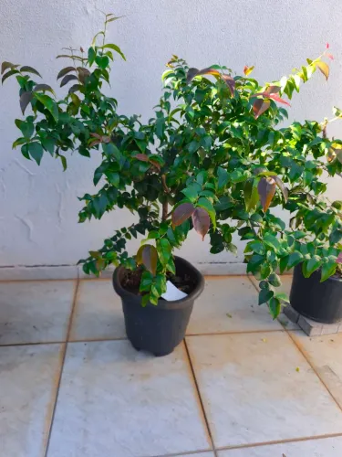 Muda de Pitanga altura 145cm