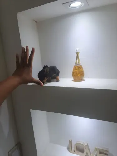 Miniatura de pinscher 0