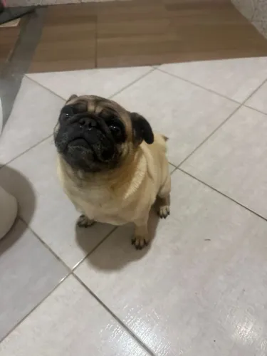 Vende-se Pug Macho