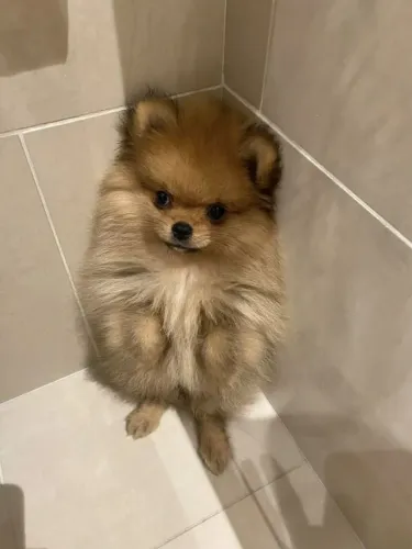 Lulu da Pomerânia charmoso