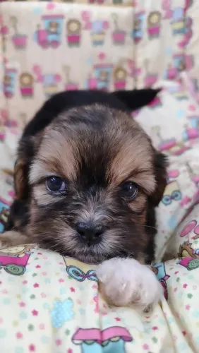 Lhasa Apso pedigree cbkc