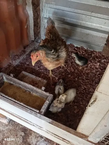 Pintinhos índio puro