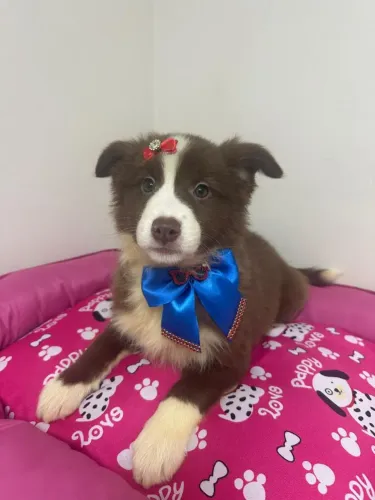 Border Collie