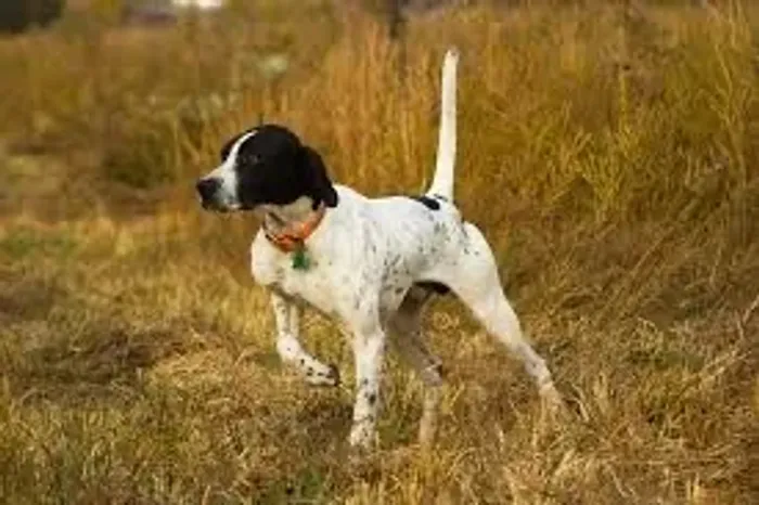 Procuro para comprar,cão de caça