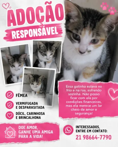 Doação gatinha 