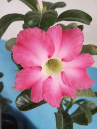 Vendo essa muda de deserto não entrego