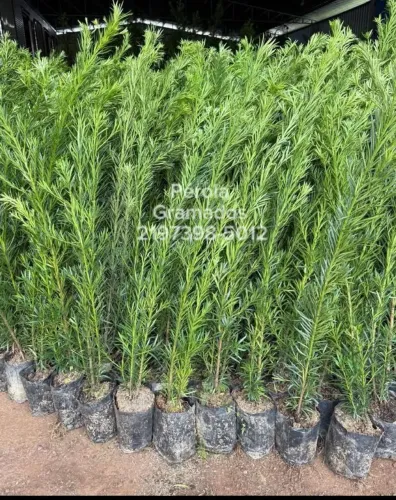 Podocarpus lindíssima e exuberante, Diversos tamanhos!