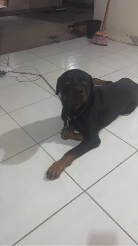 Adoção responsável