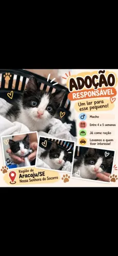 Gato Filhote Adoção