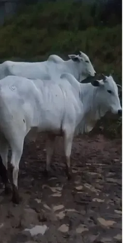 Novilha Nelore