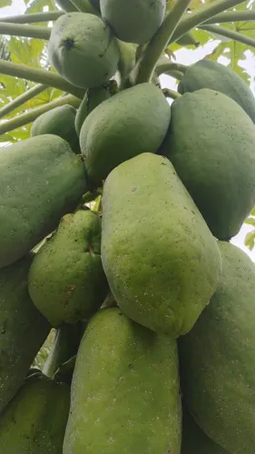 Mamão para doce