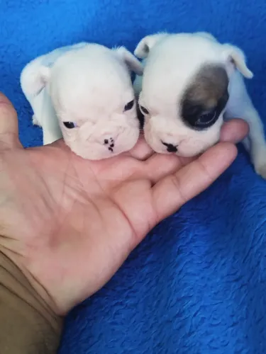 Promoção 2 filhote de Bulldog francês disponível machinhos puro 1.000 reais cada um