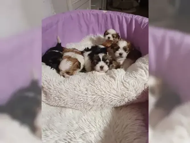 Bebezinho Shih tzu/ shihtzu fofos e cheios de carinho