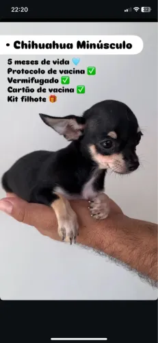 Chihuahua