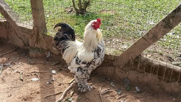 Venda galos bhrama e caipira