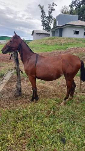 Égua Crioula