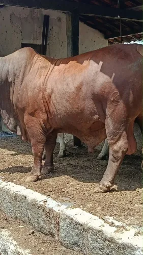 Touro/Boi Santa Gertrudis
