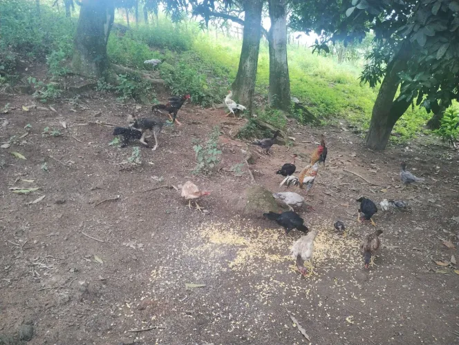 Galinha e galo de capoeira 