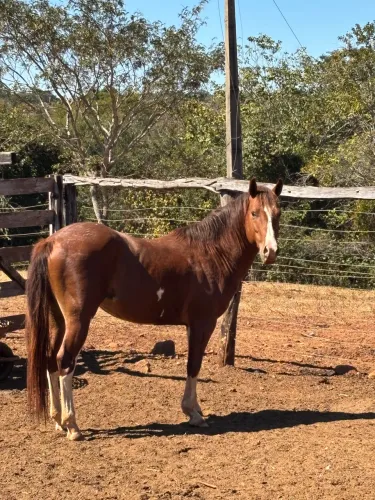 Vendo cavalo quarto de Milha!