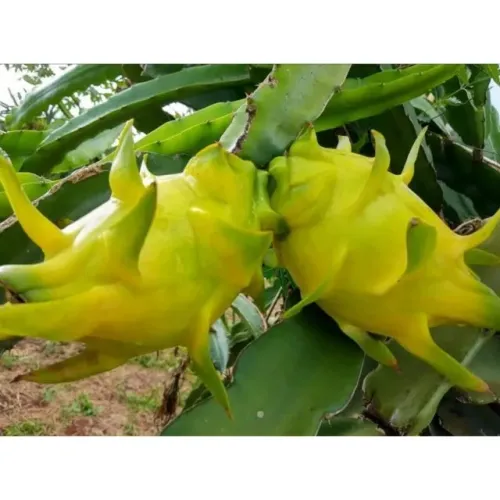 Vendo Mudas de Pitaya Golden de Israel - Guarulhos 