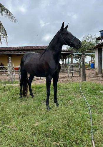 Egua Mangalarga Marchador
