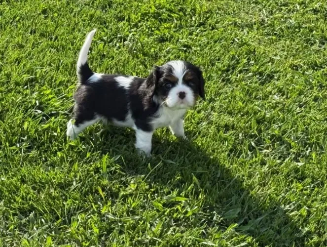 Filhote Seu Cavalier King Está Aqui - Venda Responsável, Qualidade e Amor Garantido