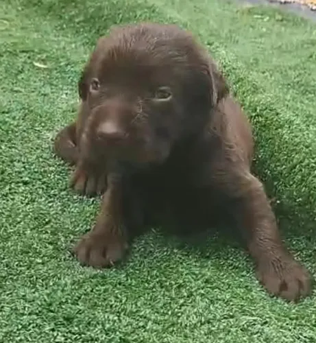 Labrador Chocolate
