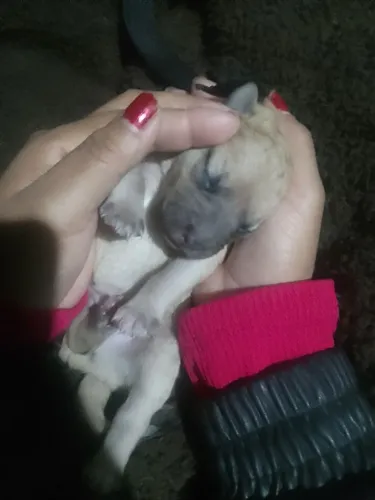 Filhotes para adoção (foram abandonados)