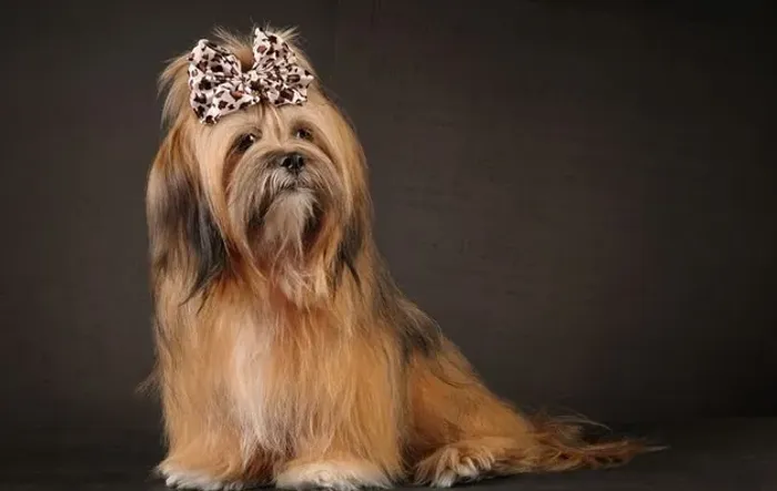 Lhasa Apso Pequeno Tricolor Fêmea - Compacta, Elegante e Super Carinhosa! 