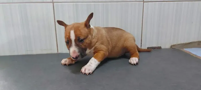 BUll terrier ingles branco, pirata, baio, tigrado