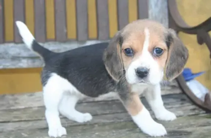 Beagle mini, a pronta entrega, com garantia de saúde