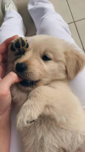 Filhote Golden Retriever, O Amor Verdadeiro Tem Quatro Patas e Um Rabinho Feliz!
