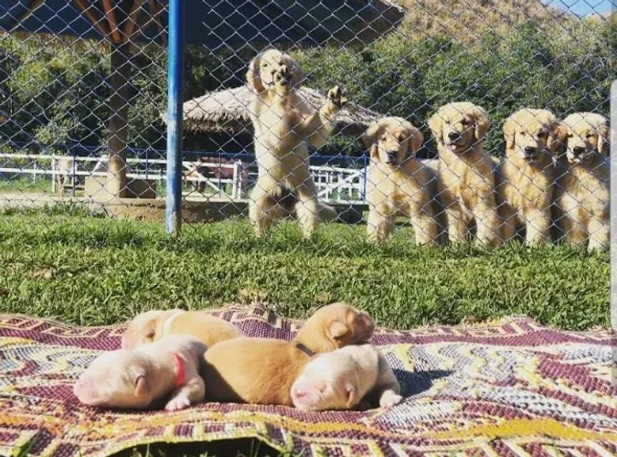 Golden Retriever garantias contra displasia e suporte veterinário gratuito