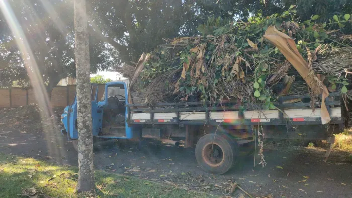 REI DAS PODAS ,CORTES E PODAS DE ARVORES DE PEQUENO OU GRANDE PORTE