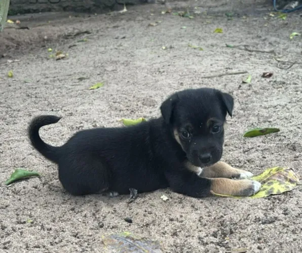 Doação de cachorros macho e fêmea. *50