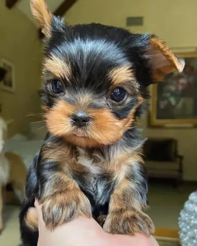 FilhotevYorkshire Terrier Fofo com pelos lisos