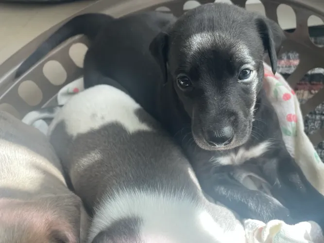 Whippet