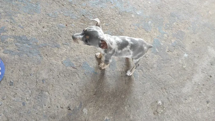 Pinscher Merle N:0
