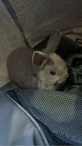Coelho Anão Netherland Dwarf Filhote