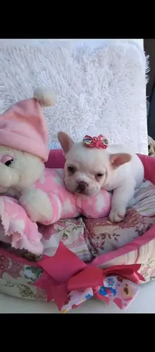 Bulldog francês menina