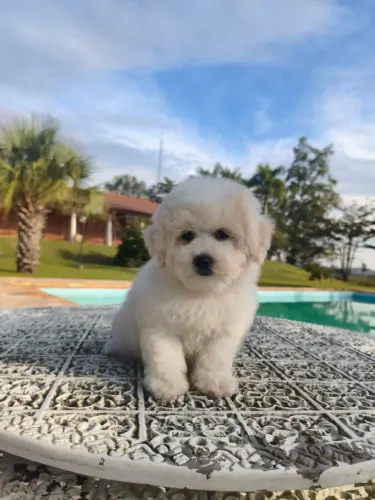 Filhote de poodle disponível fêmea e macho