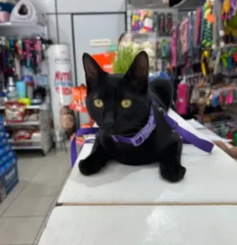 doaçao de gato fofo