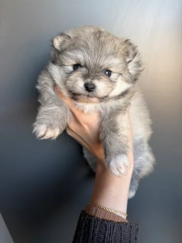 Spitz alemão uma fêmea e um macho